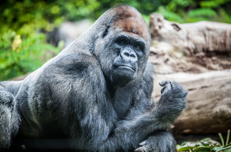 Gorilla showing shoulder.